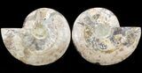 Cut & Polished Ammonite Fossil - Agatized #51242-1